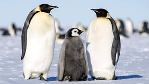 March of the Penguins image 6
