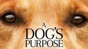 A Dog's Purpose image 4