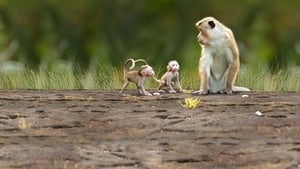 Disneynature: Monkey Kingdom image 2