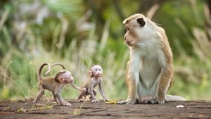 Disneynature: Monkey Kingdom image 4