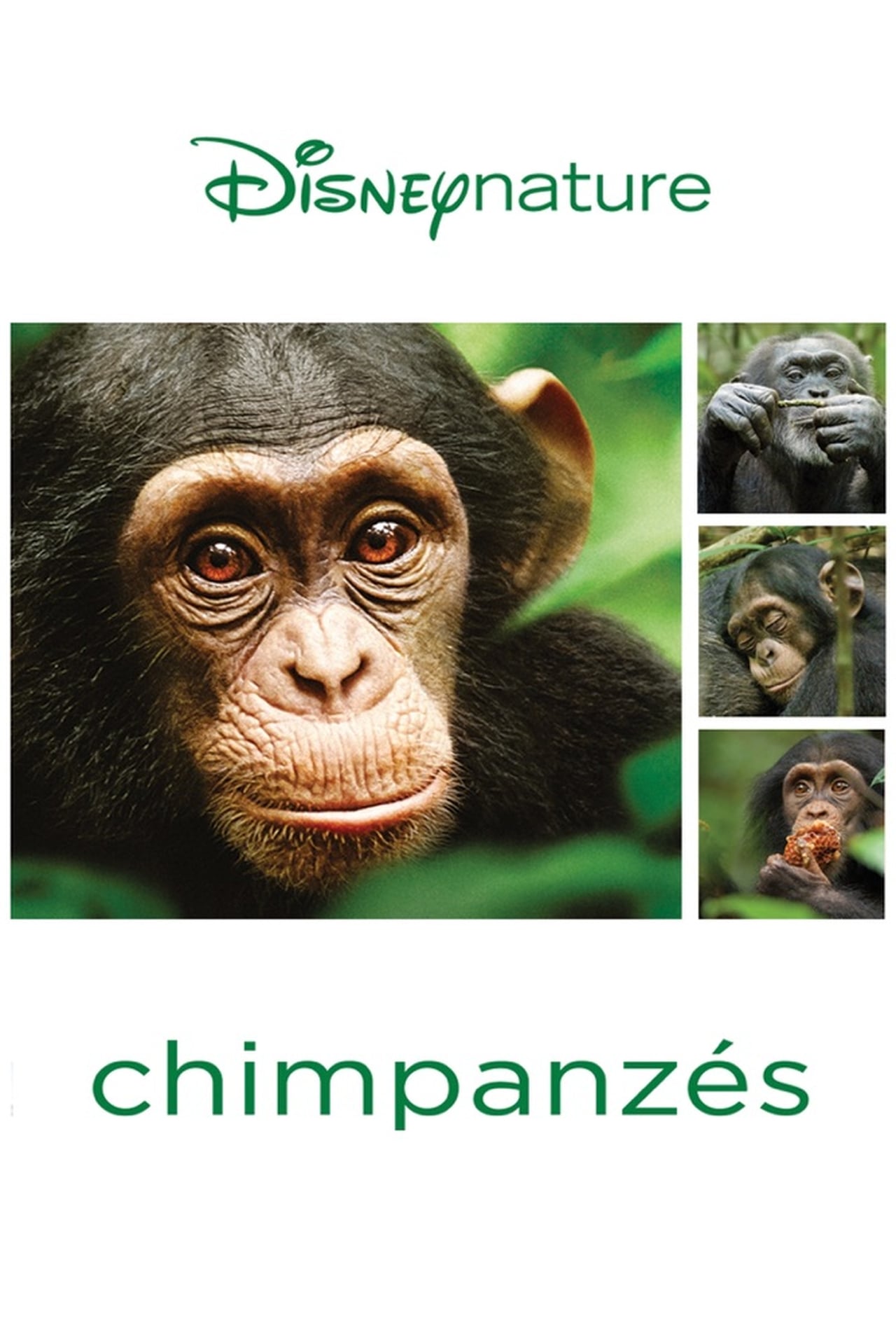 Disneynature: Chimpanzee Wiki, Synopsis, Reviews, Watch And Download