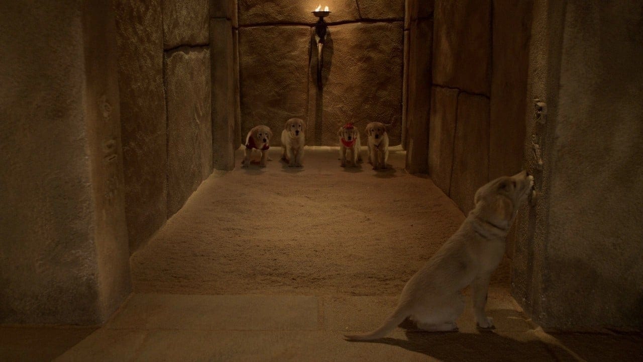 Пятерка кладоискателей 2012. Пятёрка щенков в Египте. Мистическая пятерка Египет.