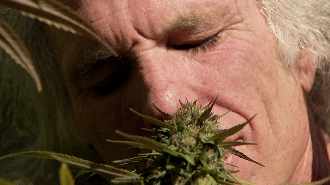 документальное кино про марихуану