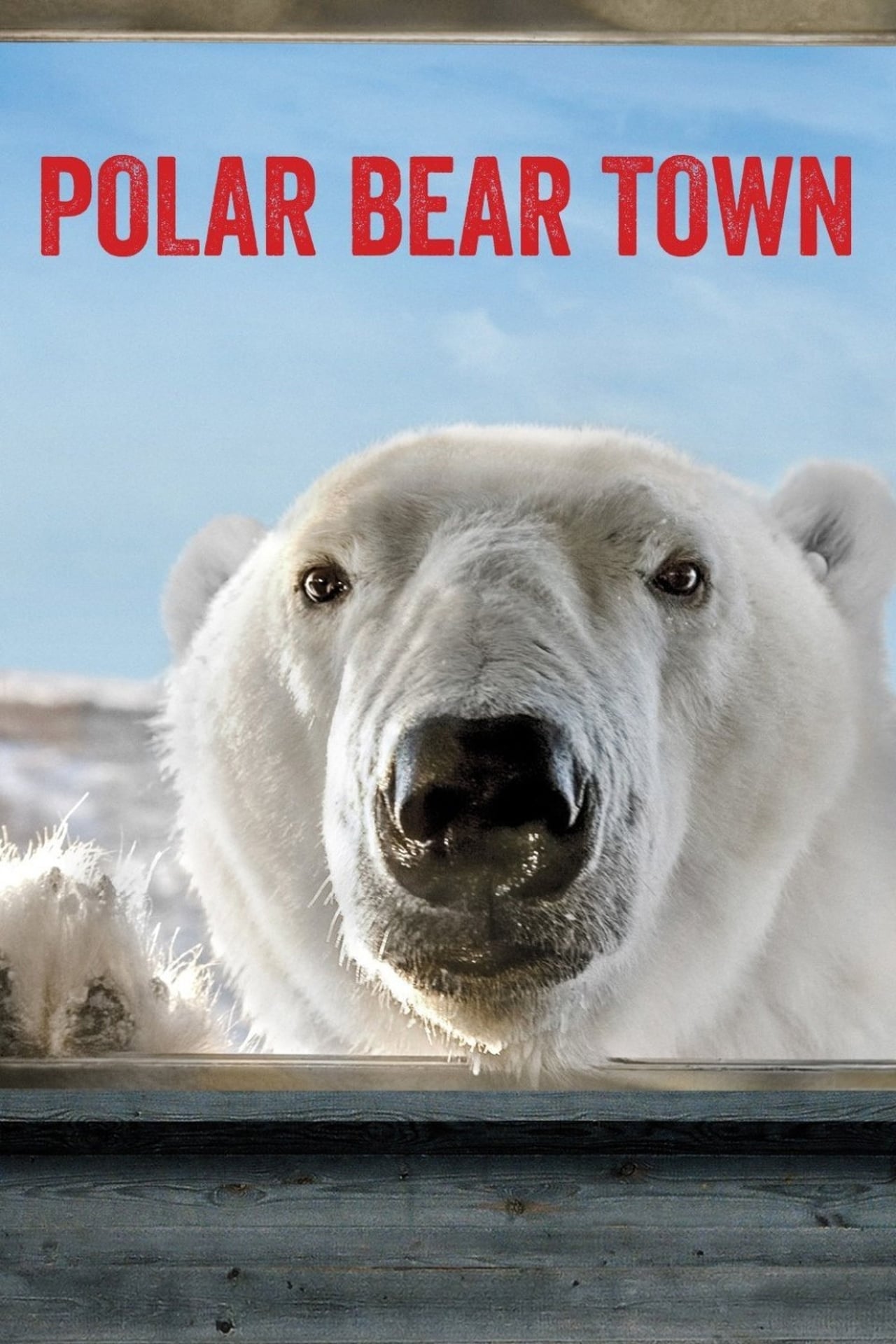 Born town. Beartown Постер. Реклама заведения белый медведь. Bear Town. Bear Season.