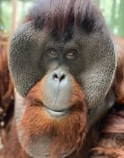 Sam the Orangutan (Dunston)
