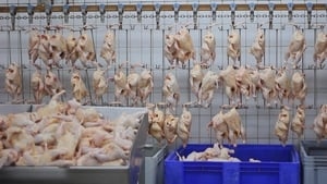 Frontline, Vol. 33 - The Trouble with Chicken image