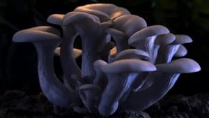 Fantastic Fungi image 7