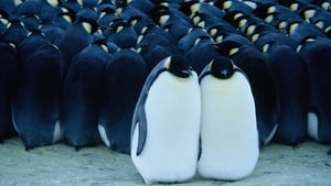 March of the Penguins image 4