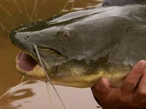 River Monsters, Season 1 - Killer Catfish image