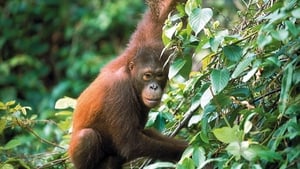 Borneo image 3