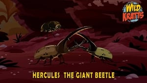 Wild Kratts, Vol. 5 - Hercules – The Giant Beetle image