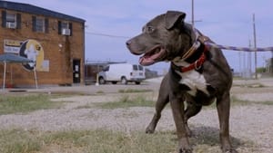 Pit Bulls and Parolees, Season 14 - You Are Free image