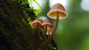 Fantastic Fungi image 4