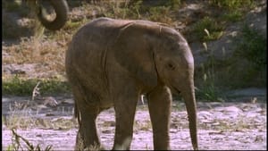 Planet Earth Diaries - Elephant Nomads of the Namib Desert image