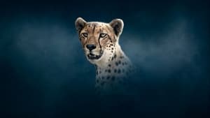 Dynasties, Season 2 - Cheetah image
