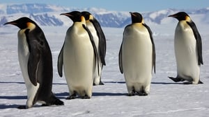 March of the Penguins image 7