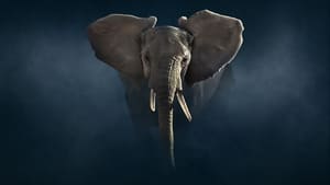 Dynasties, Season 2 - Elephant image