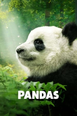 Pandas (2018) poster 2