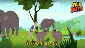 Wild Kratts, Vol. 5 - Elephant Brains image
