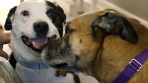 Pit Bulls and Parolees, Season 15 - Rescue Dogs Reunited image