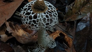 Fantastic Fungi image 1