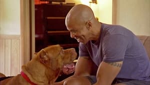 Pit Bulls and Parolees, Season 5 - Not Meant to Be image