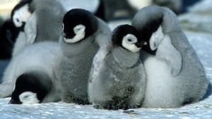 March of the Penguins image 5