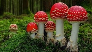 Fantastic Fungi image 5