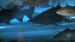 CSI: Crime Scene Investigation, Season 11 - Pool Shark image