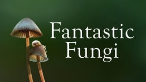 Fantastic Fungi image 6