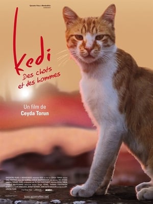 Kedi poster 1