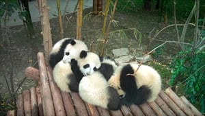 Pandas (2018) image 3