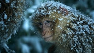Dynasties - Macaque: Monkeys in the Mountains – A Dynasties Special image