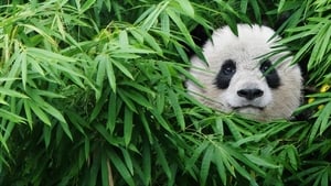 Pandas (2018) image 2