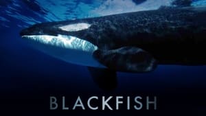 Blackfish image 8