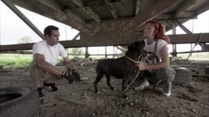 Pit Bulls and Parolees, Season 2 - Mission of Mercy image