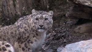 Planet Earth Diaries - Snow Leopard: Beyond the Myth image