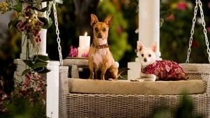 Beverly Hills Chihuahua image 4